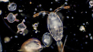 OpenGraph image for arstechnica.com/science/2022/07/no-the-oceans-are-not-empty-of-plankton/