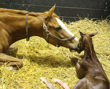 OpenGraph image for ayankeeinparis.wordpress.com/2016/03/21/the-story-of-life-hit-girl/