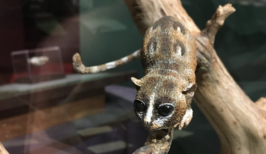 OpenGraph image for blogs.scientificamerican.com/laelaps/early-primates-groomed-with-claws/