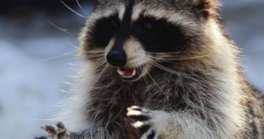 OpenGraph image for buff.ly/2viJy6Z