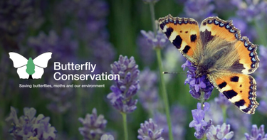 OpenGraph image for butterfly-conservation.org/butterflies/identify-a-butterfly