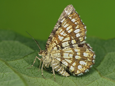 OpenGraph image for butterfly-conservation.org/moths/latticed-heath