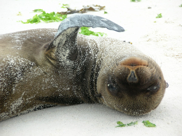 OpenGraph image for cate.blog/2017/08/22/the-goals-spreadsheet/