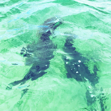 OpenGraph image for cate.blog/2017/09/19/when-your-job-gets-harder-make-a-friend/