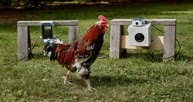 OpenGraph image for chicken.photos