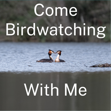 OpenGraph image for downpour.games/~robw/come-birdwatching-with-me