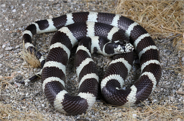 OpenGraph image for en.m.wikipedia.org/wiki/California_kingsnake