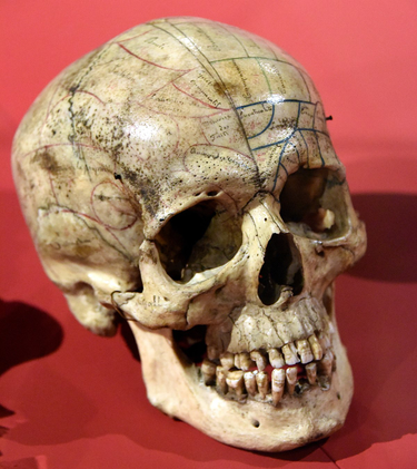 OpenGraph image for en.m.wikipedia.org/wiki/Phrenology