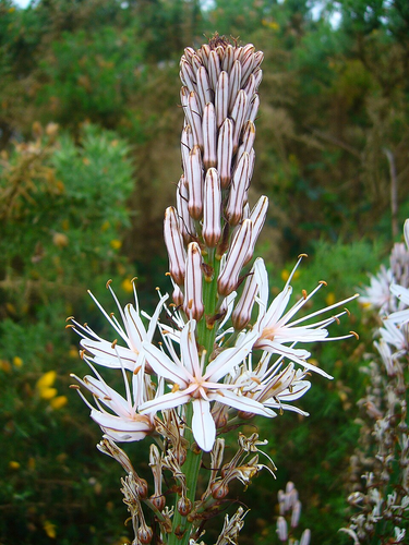 OpenGraph image for en.wikipedia.org/wiki/Asphodelus_albus