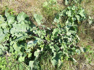 OpenGraph image for en.wikipedia.org/wiki/Brassica_oleracea#Cultivars