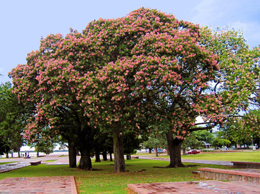 OpenGraph image for en.wikipedia.org/wiki/Ceiba_speciosa