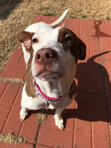 OpenGraph image for en.wikipedia.org/wiki/DoggoLingo