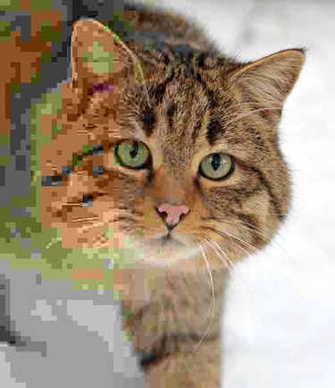 OpenGraph image for en.wikipedia.org/wiki/File:Felis_silvestris_silvestris_small_gradual_decrease_of_quality.png