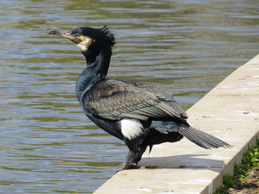 OpenGraph image for en.wikipedia.org/wiki/Great_cormorant?wprov=sfti1