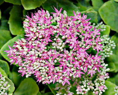 OpenGraph image for en.wikipedia.org/wiki/Hylotelephium_spectabile