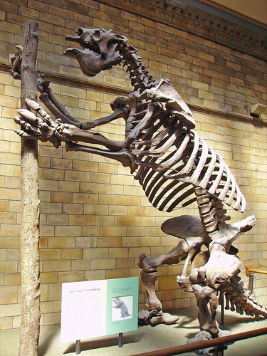 OpenGraph image for en.wikipedia.org/wiki/Megatherium