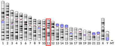 OpenGraph image for en.wikipedia.org/wiki/OR6A2#Function