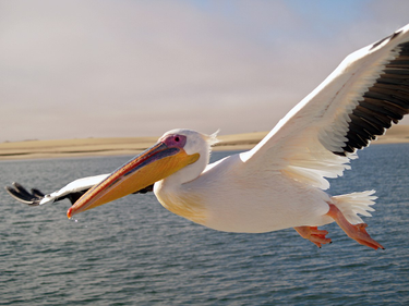 OpenGraph image for en.wikipedia.org/wiki/Pelican#:~:text=The%20diet%20of%20pelicans%20usually,on%20pelican%20species%20and%20location