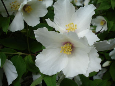 OpenGraph image for en.wikipedia.org/wiki/Philadelphus