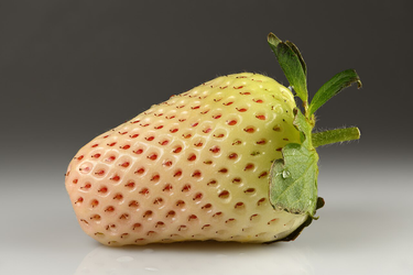 OpenGraph image for en.wikipedia.org/wiki/Pineberry