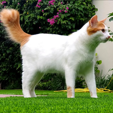 OpenGraph image for en.wikipedia.org/wiki/Turkish_Van