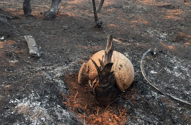 OpenGraph image for erbol.com.bo/nacional/experto-de-robor%C3%A9-%E2%80%9Cha-muerto-el-80-de-toda-la-fauna%E2%80%9D-es-un-desastre-catastr%C3%B3fico