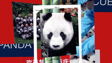 OpenGraph image for fivethirtyeight.com/features/the-complicated-legacy-of-a-panda-who-was-really-good-at-sex/