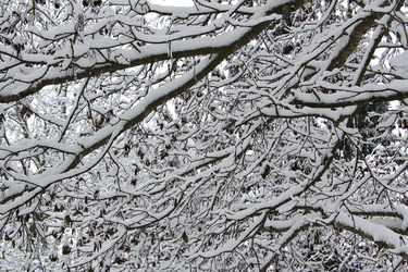 OpenGraph image for flic.kr/p/qhfTHR