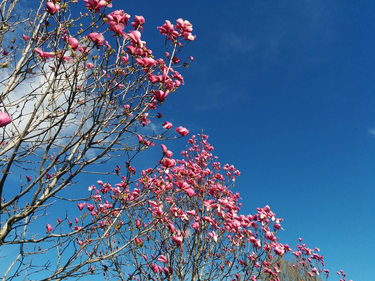 OpenGraph image for flic.kr/p/rV54uA