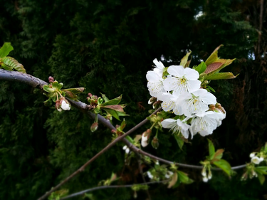 OpenGraph image for flic.kr/p/rZBQbi