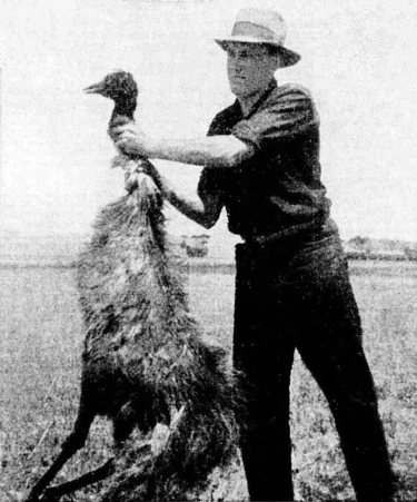 OpenGraph image for fr.m.wikipedia.org/wiki/Guerre_des_émeus