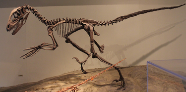 OpenGraph image for fr.wikipedia.org/wiki/Deinonychus