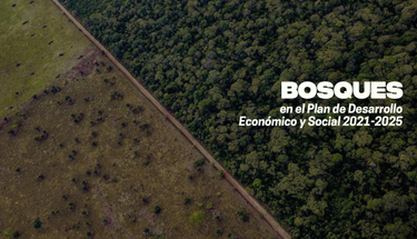 OpenGraph image for fundacionsolon.org/2022/03/23/bosques-sin-metas-claras-para-reducir-la-deforestacion/