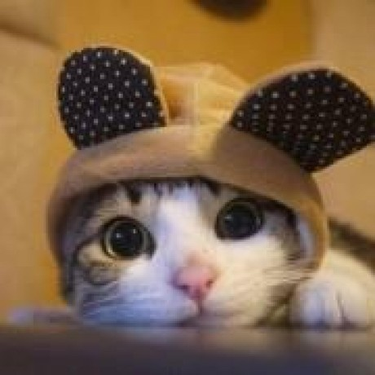 OpenGraph image for github.com/aelam