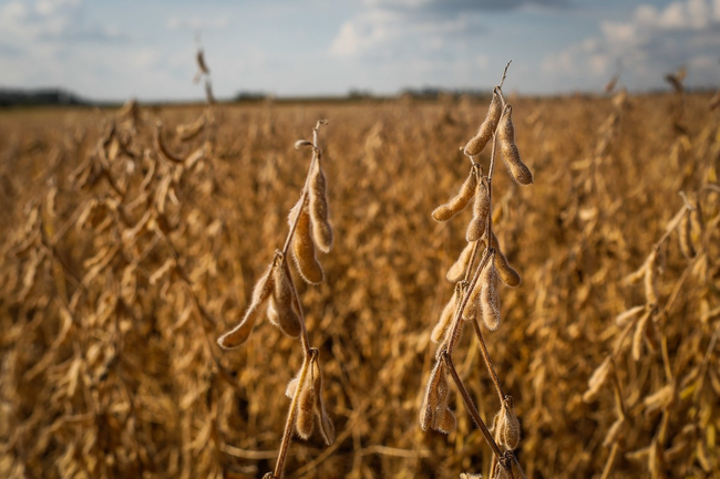 Preview image for: Soybean Prices Rise in Brazil Due to Dollar Appreciation