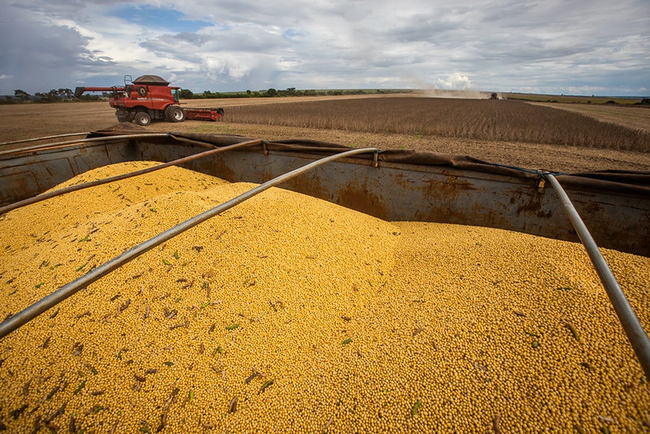 Preview image for: Soybean Prices Expected to Fall in Second Half of 2026