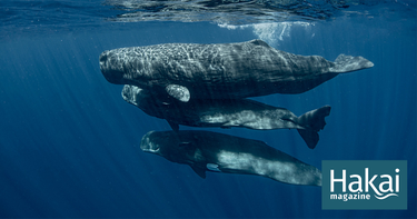OpenGraph image for hakaimagazine.com/features/are-we-on-the-verge-of-chatting-with-whales/