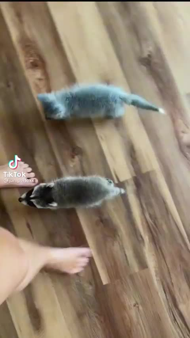 OpenGraph image for i.imgur.com/i9PVyiq.gifv