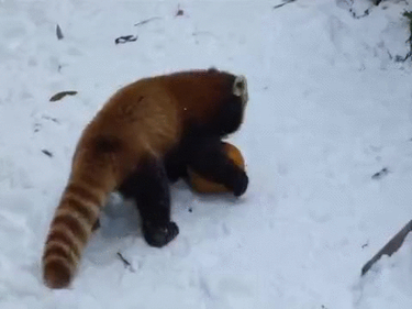 OpenGraph image for i.imgur.com/snCv2hz.gifv