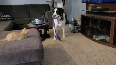 OpenGraph image for imgur.com/gallery/VhR3exw