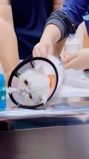 OpenGraph image for imgur.com/gallery/qKtcOLT