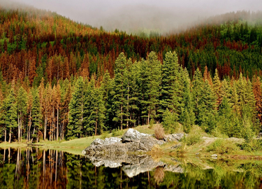 OpenGraph image for insideclimatenews.org/news/13012021/forests-heat-climate-change/