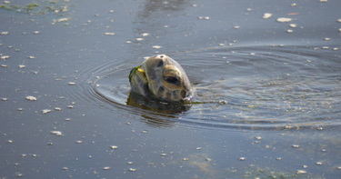 OpenGraph image for laist.com/news/climate-environment/green-sea-turtles-san-gabriel-river-los-angeles-long-beach