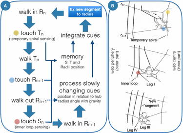 OpenGraph image for link.springer.com/article/10.1007/s10071-017-1069-7