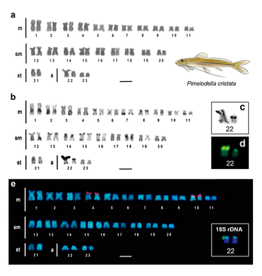 OpenGraph image for link.springer.com/article/10.1007/s11756-022-01056-0