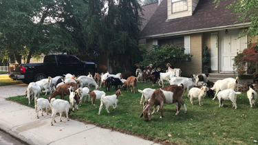 OpenGraph image for mashable.com/2018/08/03/goats-roam-boise-streets/