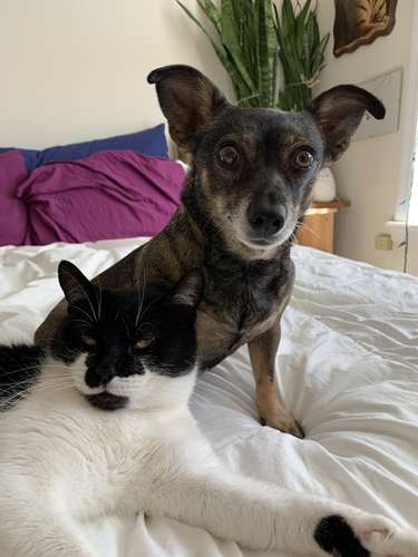 OpenGraph image for mastodon.social/web/@superterrific/108200760535248540