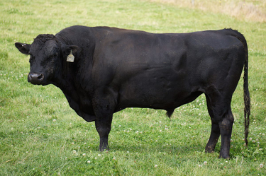 OpenGraph image for medium.com/@beautyon_/fungibility-and-irrationality-b9fd7836039#---0-392.jda6pkkkn