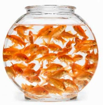 OpenGraph image for medium.com/@dsearls/we-are-not-fish-and-advertising-is-not-food-b432b0907983#.kkj2p3h5z