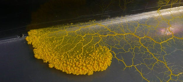 OpenGraph image for medium.com/@katierosepipkin/the-slime-mold-is-as-good-an-economic-model-as-any-ebec4062acd7#.nor6dzj8y